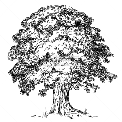 绘画插图,橡树,背景分离,古董,钢笔画,橡树果,植物,枫树,夏天,线条画