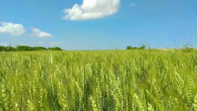 乡村农场上的麦田。