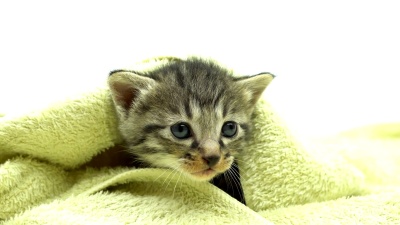 小猫，毛巾，
