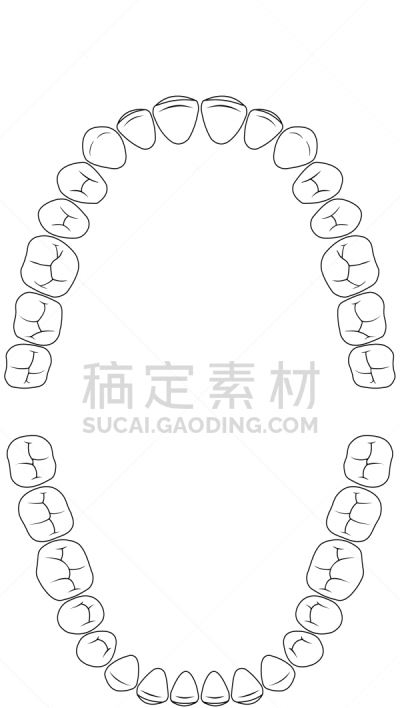 人的牙齿,图表,白色,信息图表,口腔卫生,健康保健,人,珐琅,牙医