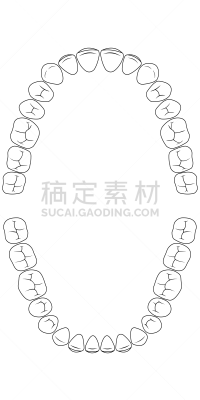 人的牙齿,图表,白色,信息图表,口腔卫生,健康保健,人,珐琅,牙医
