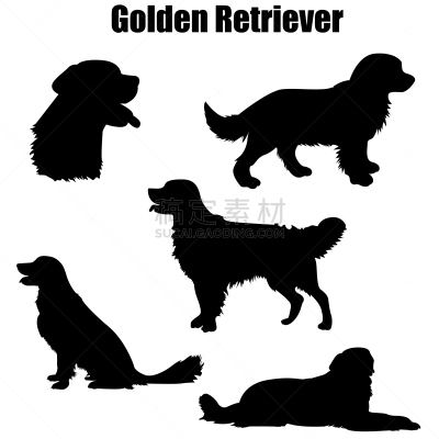 金毛寻回犬,纯种犬,轮廓,白色,黑色,可爱的,充满的,友谊,剪影,收集