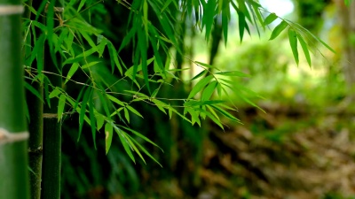 竹林