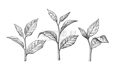 草图,墨水,茶叶,茶,饮料,健康保健,清新,植物,秧苗,绘制