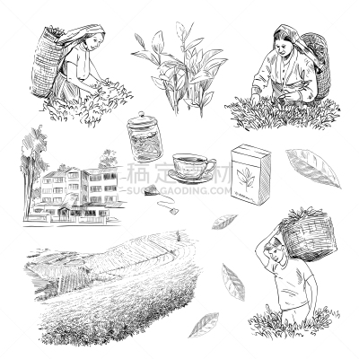 茶树,茶叶,插画,斯里兰卡,草图,收集,做,布置,剪影