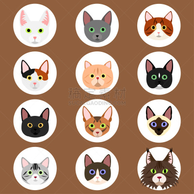 野生猫科动物,似人脸,可爱的,背景分离,边框,狗,阿比西尼亚猫,动物,宠物商店,短毛猫