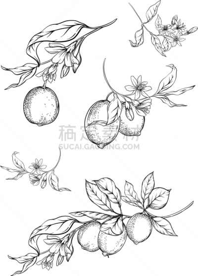 枝,柠檬,清新,食品,维生素,果汁,熟的,植物群,成分
