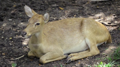 Brow-antlered鹿