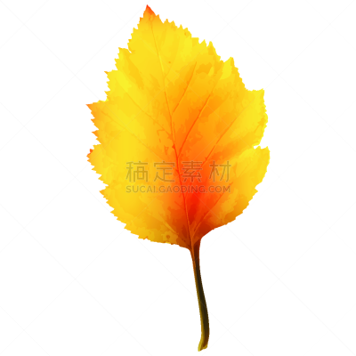 秋天,桤树,叶子,平视角,水彩画颜料,背景分离,环境,环境保护,植物,背景