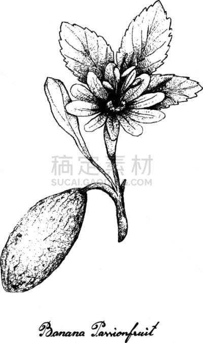 白色,香蕉,西番莲,黄色,热情,丁丁历险记,食品,图像,熟的,绘制