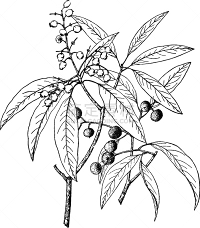 白色,矢量,植物,水果,图像,雕刻图像,黑色,叶子,复古,树