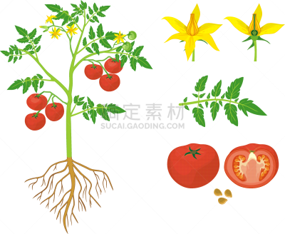 形态学,植物,水果,黄色,红色,白色背景,叶子,根部,番茄植物,绿色