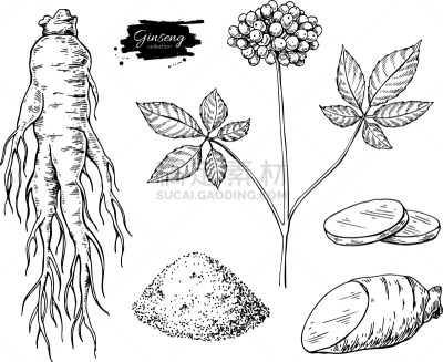 健康保健,植物,草图,Ginseng,分离着色,轮廓,白色,自然,草本,画画