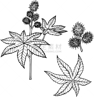 直的,铅笔画,卡斯托尔,华丽的,植物,草图,乱画,布置,复古,绘制