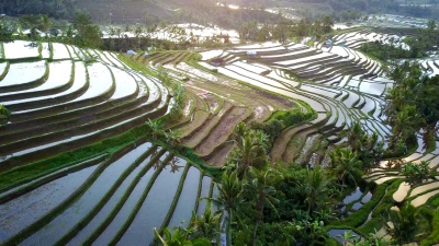航空视频在Jatiluwih水稻梯田上令人惊叹的景观稻田。