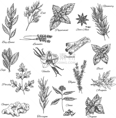 草本,草图,香料,计算机图标,绿色,饮食,自然,图像,矢量,烹调