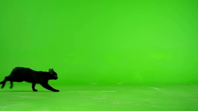 黑猫走在绿幕上。慢动作。