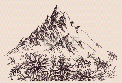 火绒草,山脉,环境,植物群,石头,岩石,草图,花,绘制,剪影