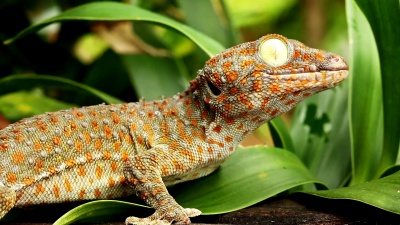 Tok Gecko