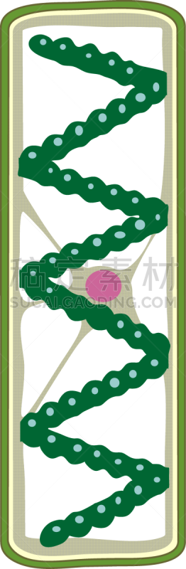 白色背景,绿藻,水棉属绿藻,分离着色,生物学,微生物学,细胞质,背景分离,细胞器,生物