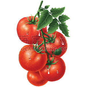 厚涂写实风美食主题-西红柿