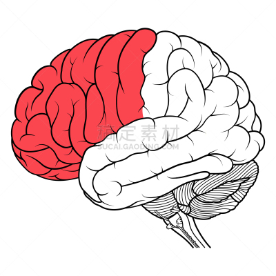 侧面视角,平坦的,人脑,生理学,额叶,分离着色,轮廓,白色,肺叶,思考