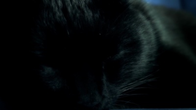   黑猫觉醒