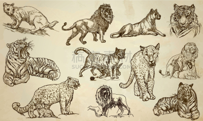 猫,线条画,动物手,兽群,平衡折角灯,轮廓,创造力,自然,绘制,收集