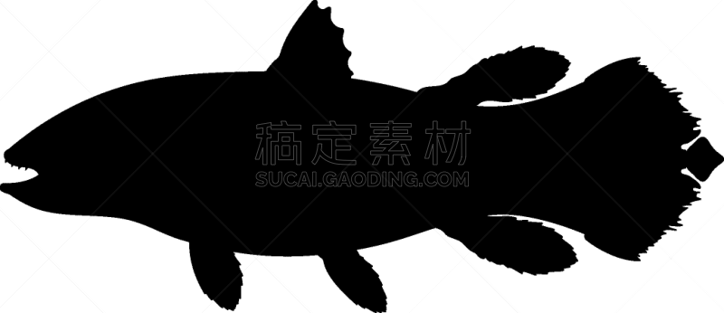 远古的,生活方式,鱼类,水下,动物学,古生物学,自然,剪影,游泳