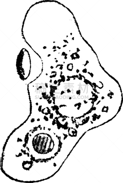 阿米巴,人造的,白色,矢量,草履虫,图像,雕刻图像,黑色,纤毛虫,复古