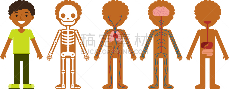 生理学,男孩,生物学,健康保健,人,图像,矢量,教育