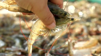 鲜食白腿虾池塘养殖