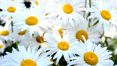 风中雏菊
