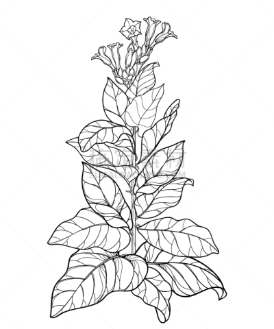 花烟草,烟草,轮廓,花蕾,叶子,矢量,黑色,分离着色,花,串