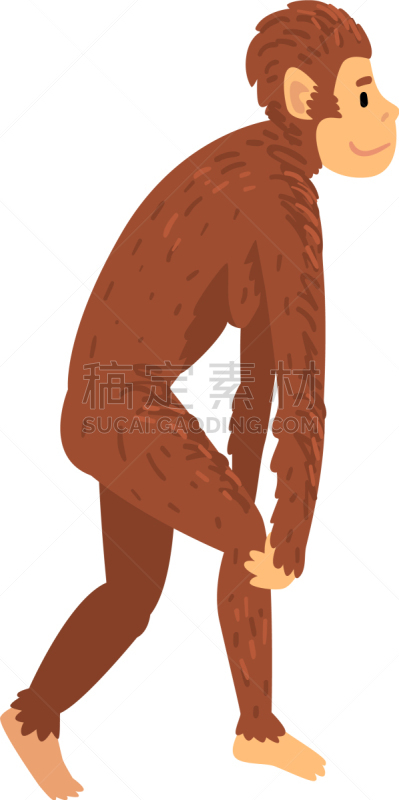 生物学,南方古猿,雌性动物,人属,灵长目,猿,哺乳纲,动物,进化,进展