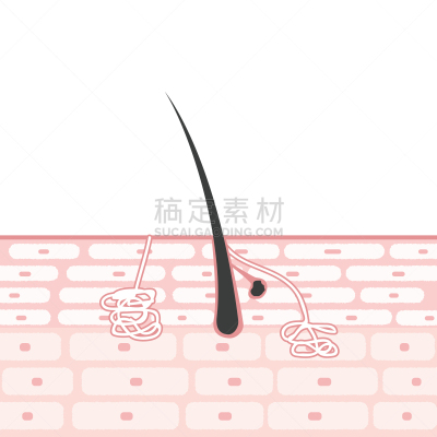皮肤,汗腺,皮脂腺,绘画插图,横截面,分泌腺的,毛囊,细胞,体味