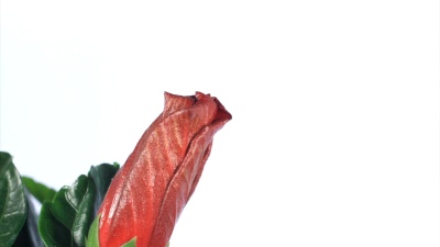 在白色背景下绽放的木槿花