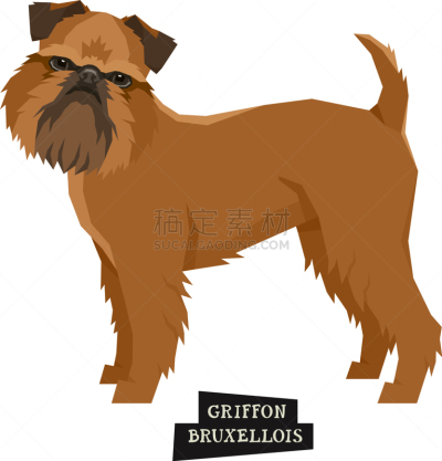 狗,分离着色,Griffon Bruxellois,一个物体,可爱的,农业,商务,纯种犬,哺乳纲,收集