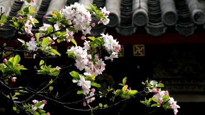 春天盛开的花朵在中国传统古建筑背景前随风摇摆