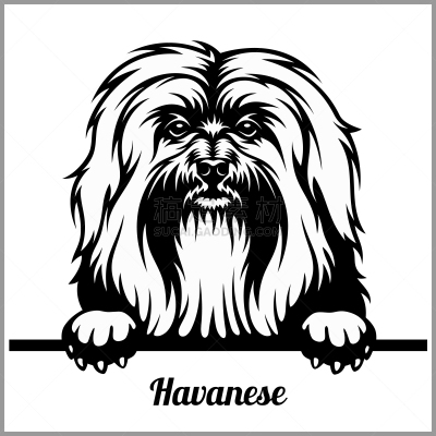 纯种犬,Havanese,狗,人的脸部,动物头,可爱的,家庭,肖像,哺乳纲,窥视