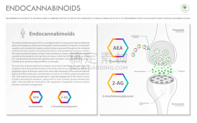 水平画幅,商务,信息图表,脂肪细胞,植物,香熏油,心血管系统,人类消化系统,痛苦,有机食品