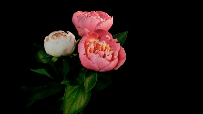 牡丹开花时间