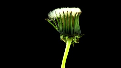 蒲公英种子开放时间
