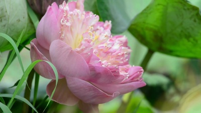 莲花