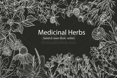 模板,草图,水平画幅,贺卡,茶,熏衣草,健康保健,圣约翰草,香料,复古