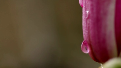 木兰花