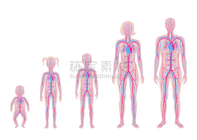心血管系统,生物学,有序,家庭,动脉,维管束,主动脉,儿童,冠状动脉