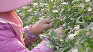 女性采摘茶园绿叶 