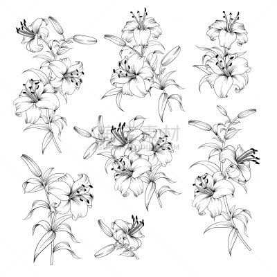 百合花,分离着色,轮廓,亚洲,自然,华丽的,图像,收集,花,装饰