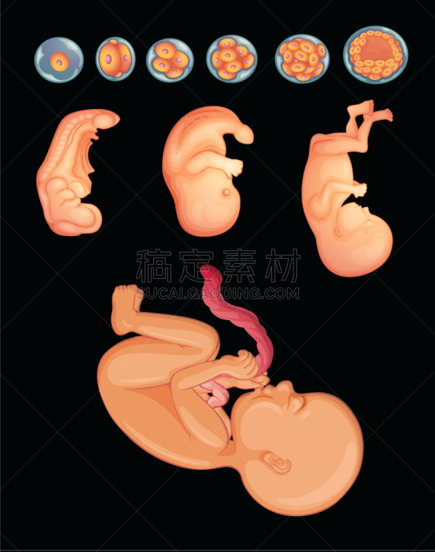 图表,婴儿连身套装,生物学,矢量,健康保健,人,微生物,图像,出示,生长